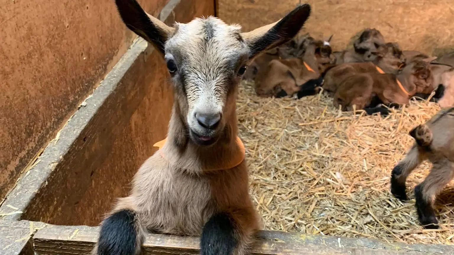 Chèvrerie du Lac de Roudet