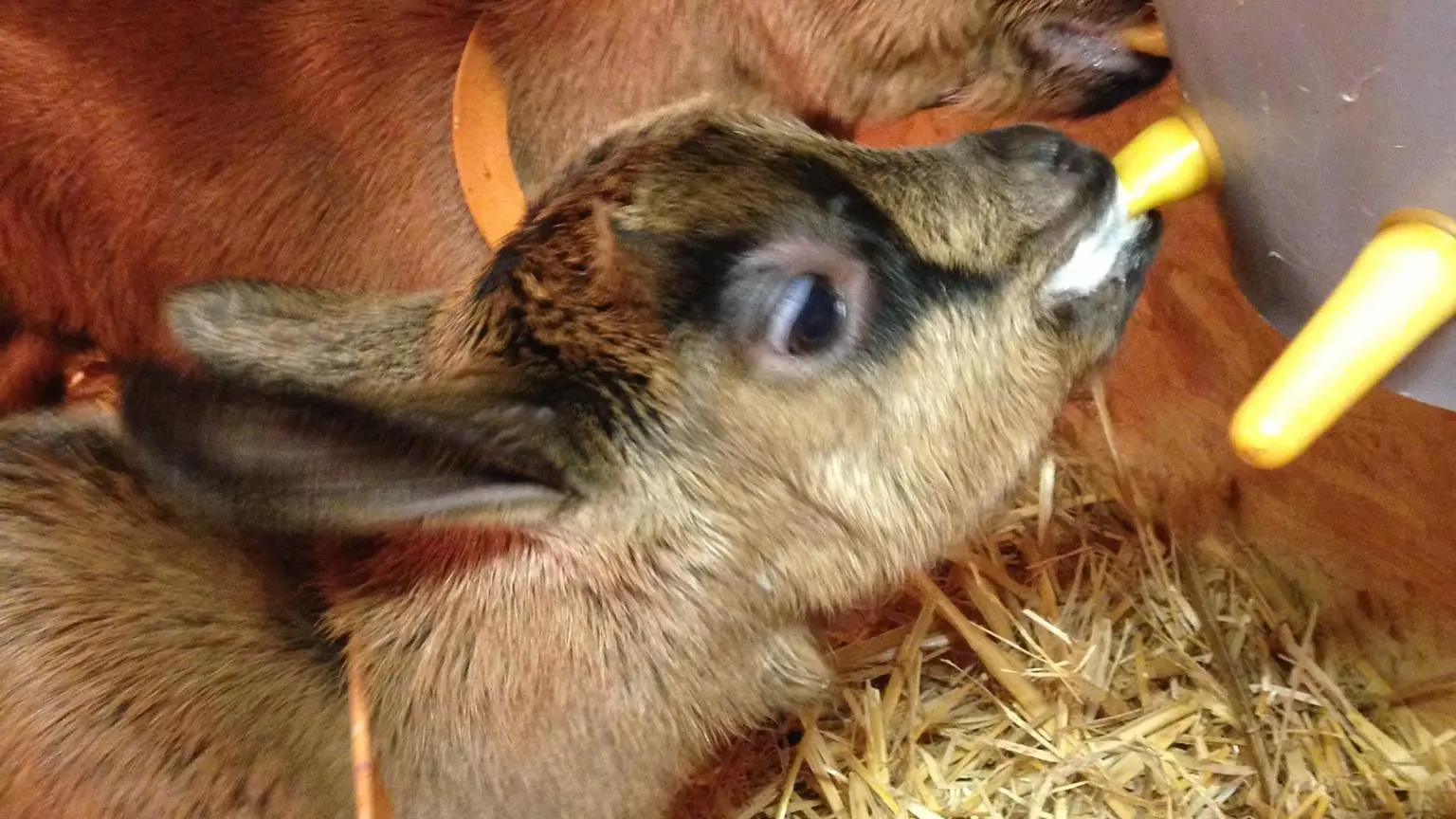 Chèvrerie du Lac de Roudet