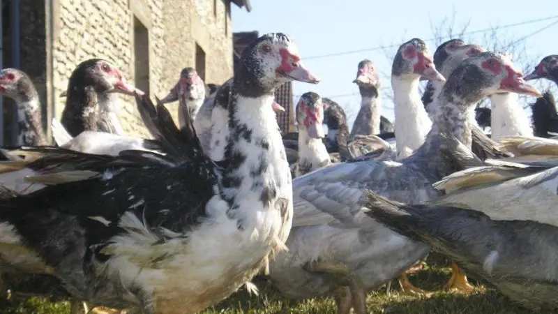 ferme des roumevies