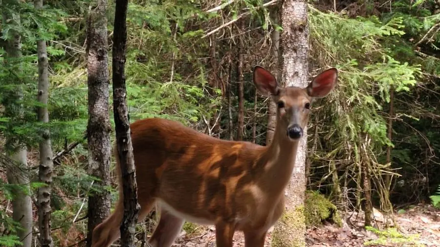 Pleine Fage piscine privée proche de Sarlat_13