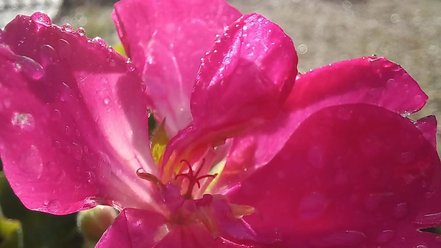 Pleine Fage piscine privée proche de Sarlat_9