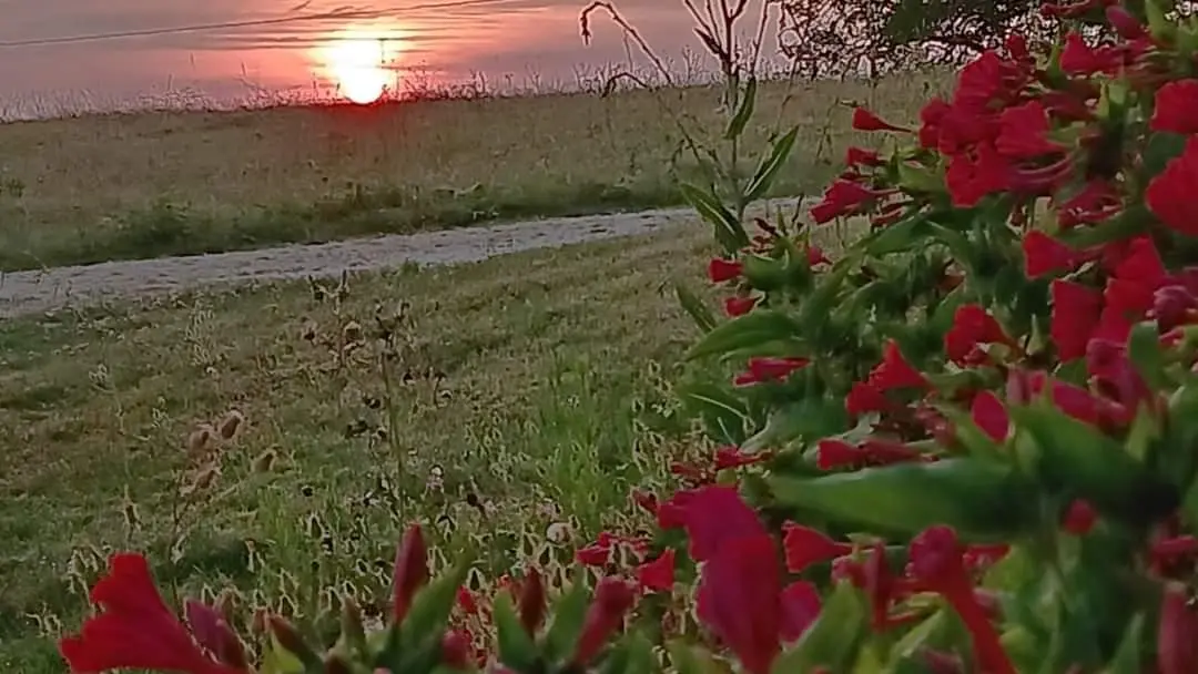 Pleine Fage piscine privée proche de Sarlat_10