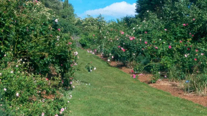 lesjardinsdecadiot roseraie REDIM