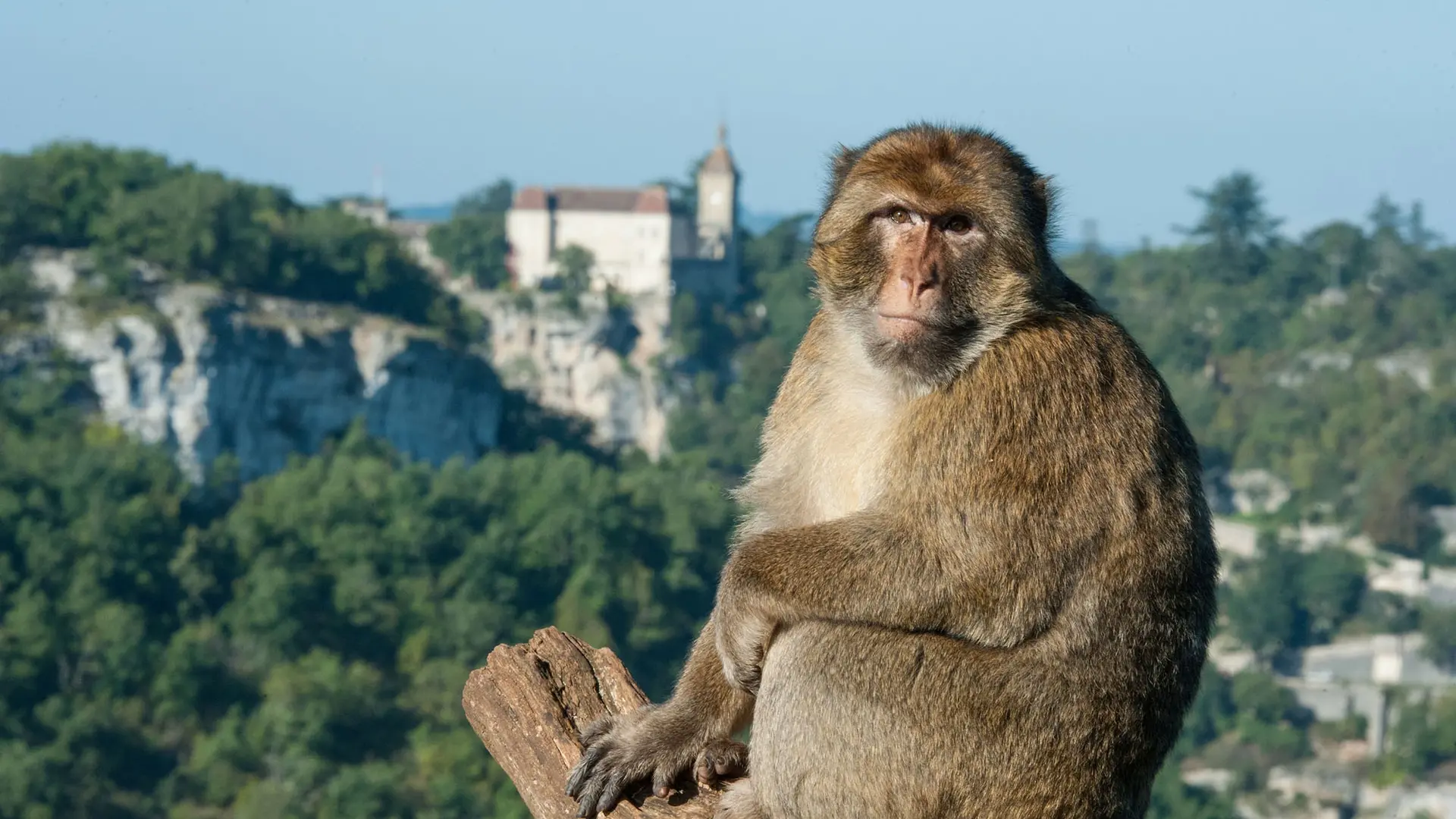 singe rocamadour©la forêt des singes_1