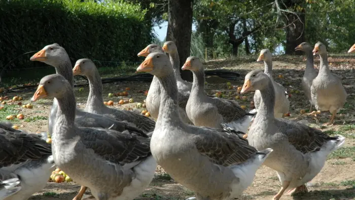 Ferme du Brusquand