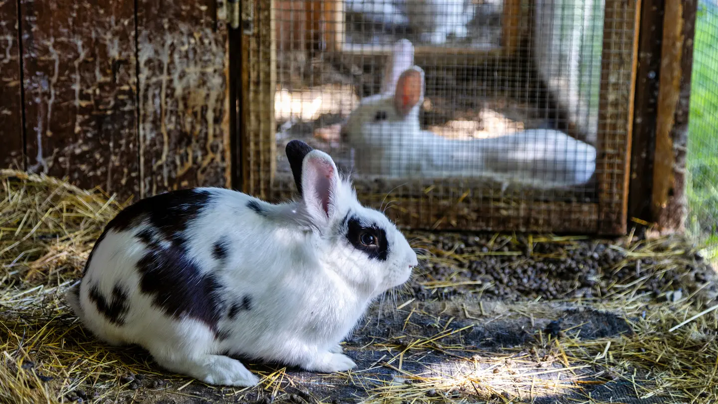 14 lapins_camping_a_la_ferme_la_roussie_sarlat (1)