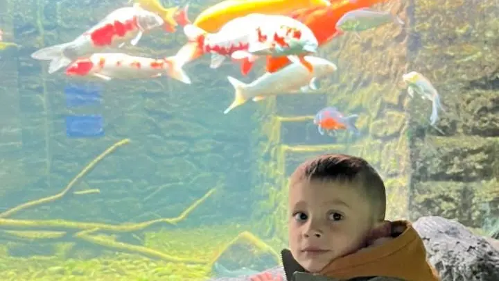 8. Bassin carpes Koi