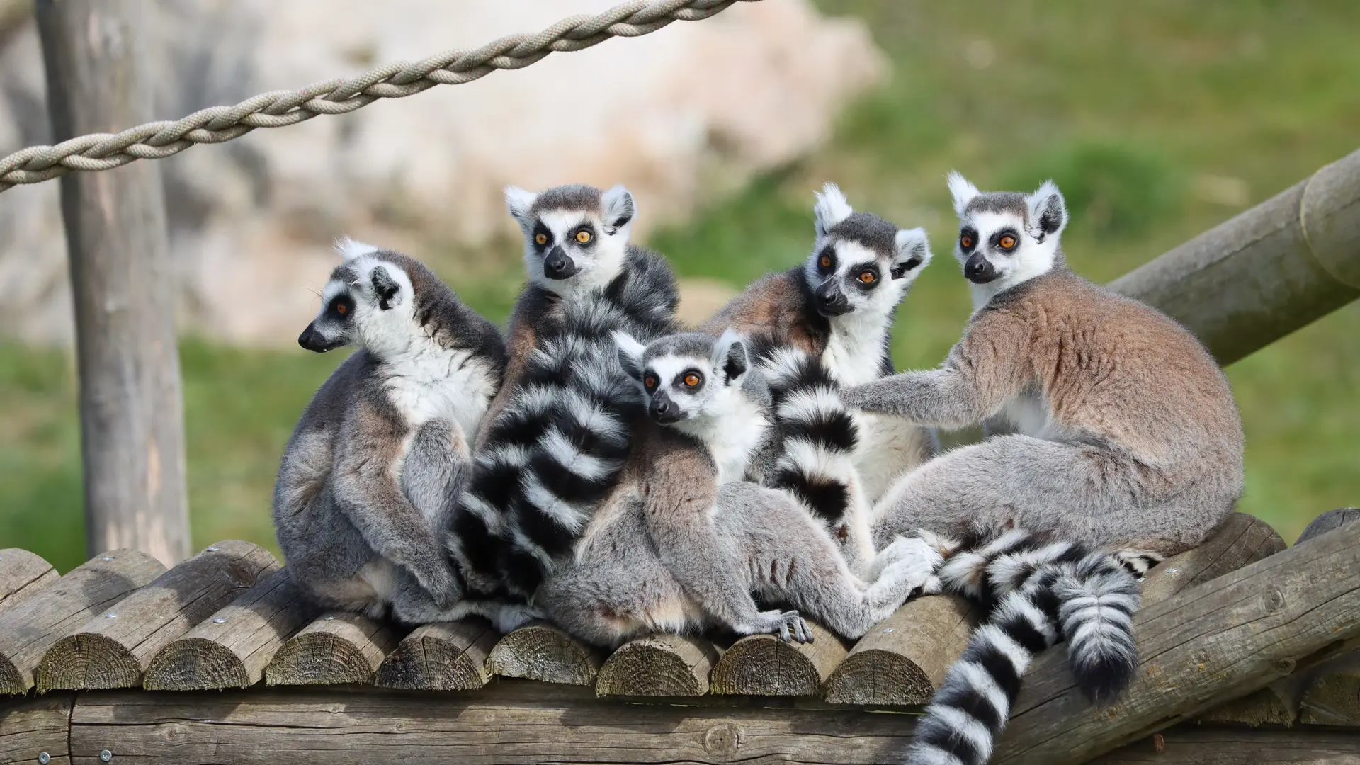 Makis catta refuge La Tanière ©Pascale Goulard
