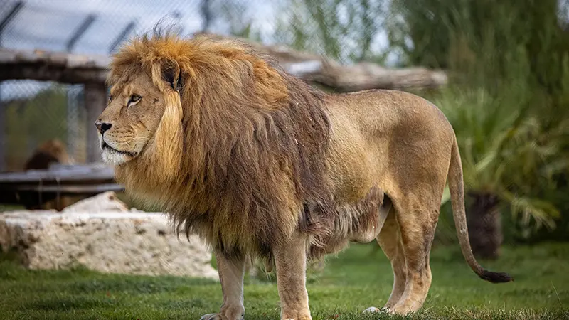 Nale lion La Tanière zoo refuge