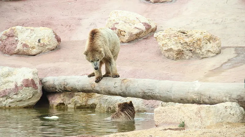 Ours La Tanière zoo refuge ©La Taniere