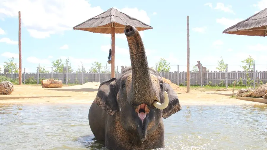 Bain des éléphants La Tanière zoo refuge ©Sophie_FP