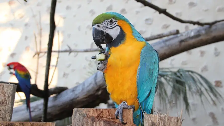 Bernadette ara ararauna sauvée du trafic La Tanière ©Sophie_FP
