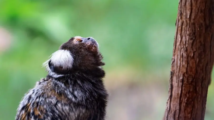 Capucine Ouistiti saisie pour détention illegale La Taniere ©Christian Penin