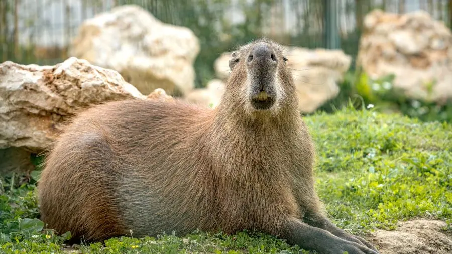 Capybara La Tanière zoo refuge ©Flavien Leleux