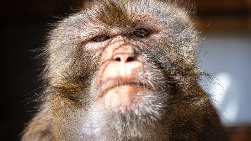 Dracula Macaque de laboratoire La Taniere zoo refuge