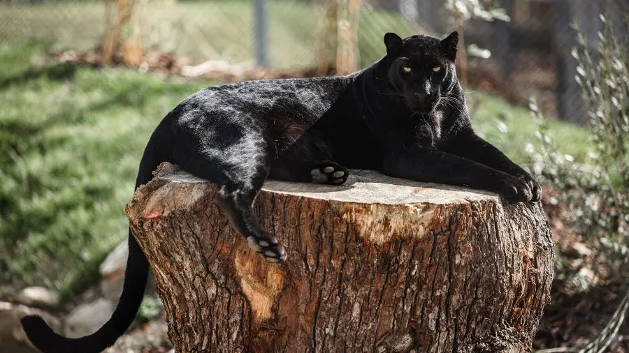 Enclos panthères La Tanière zoo refuge ©Edouard Pacreau