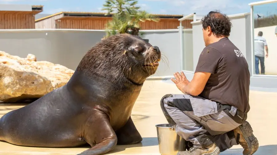Gouter des animaux Athos lion de mer La Tanière zoo refuge