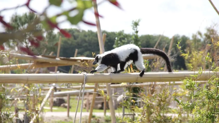 Ile lémuriens vari noir et blanc ©La Taniere zoo refuge