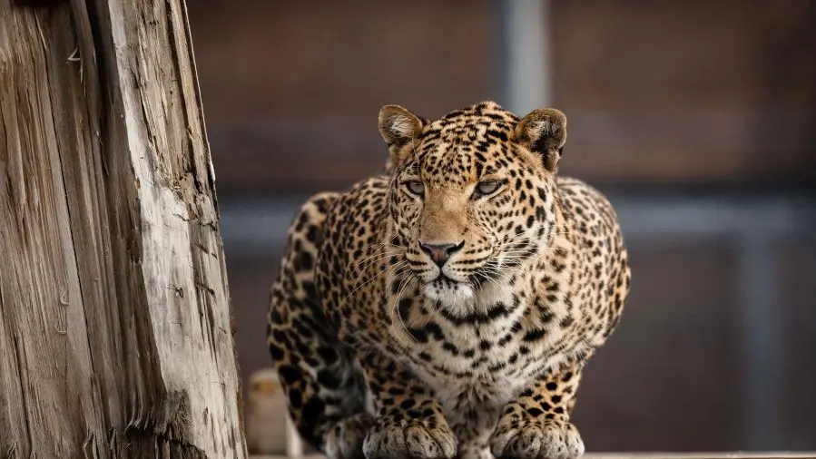 Isis Leopard La Taniere zoo refuge ©Edouard Pacreau