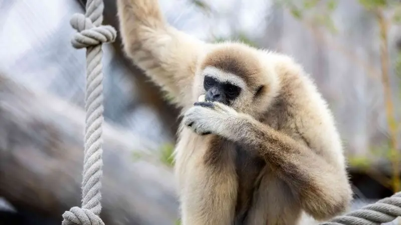 Jimmie gibbon refuge La Tanière