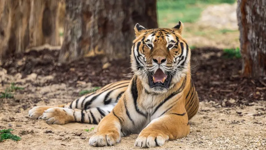 Khéops tigre La Tanière zoo refuge ©Christian Penin