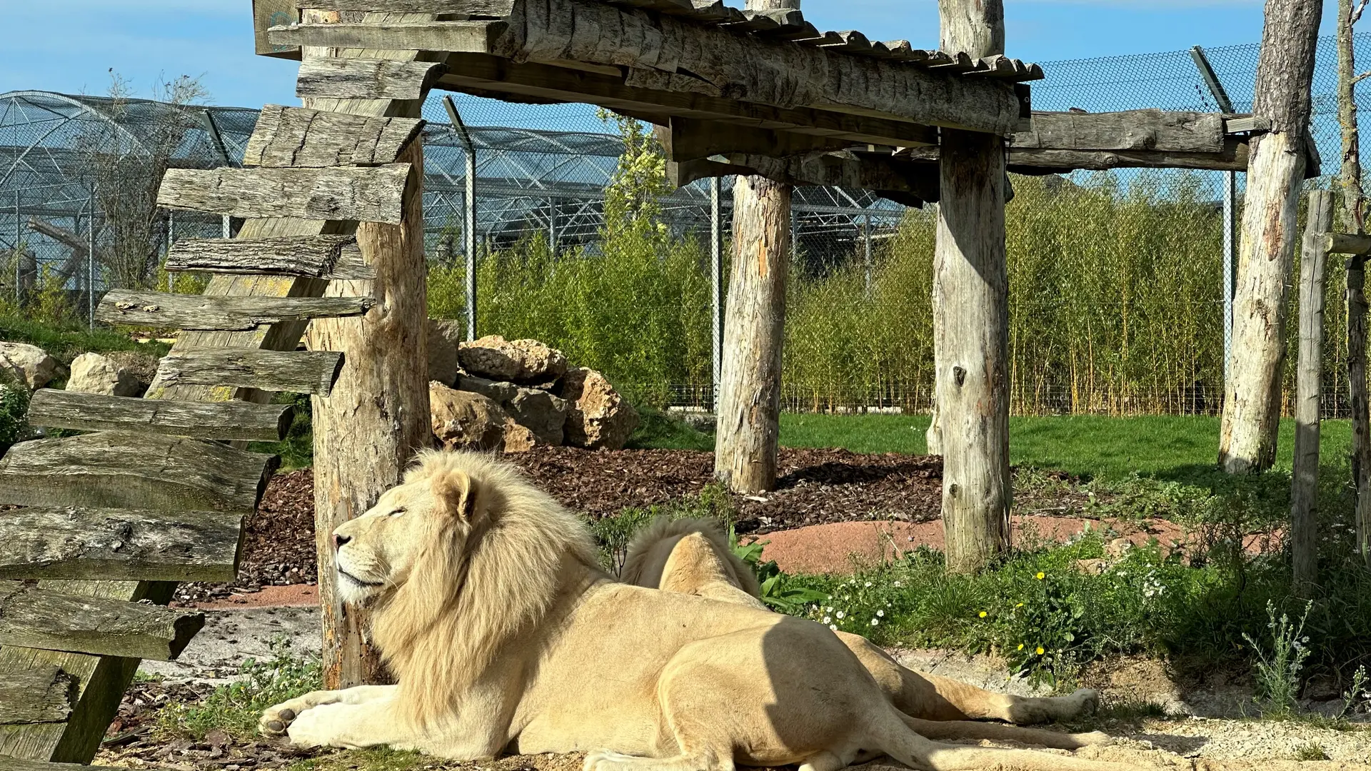 Lions blancs refuge La Tanière © Sophie_Fernandes Petitot