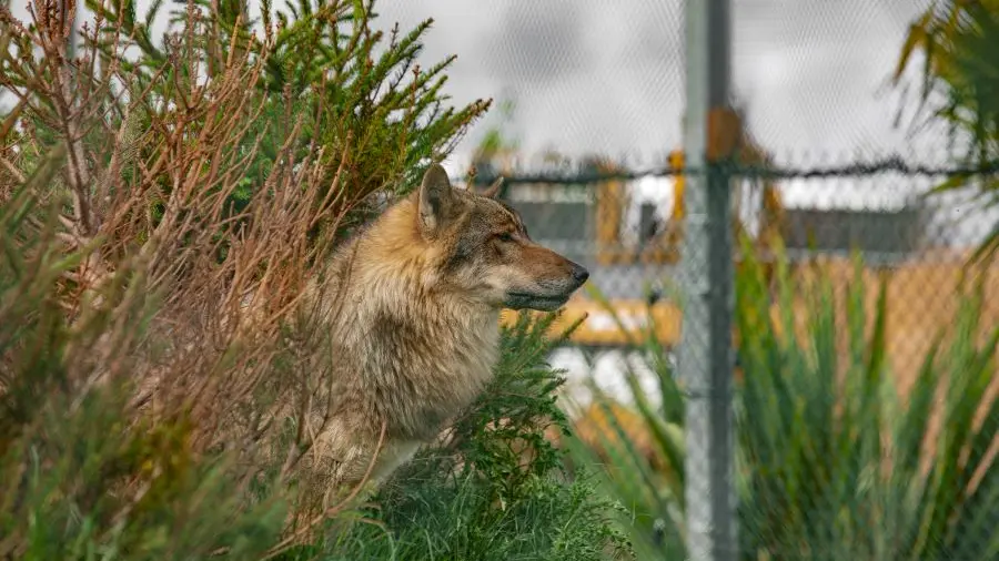Loup La Tanière zoo refuge @Tabata Foucrier