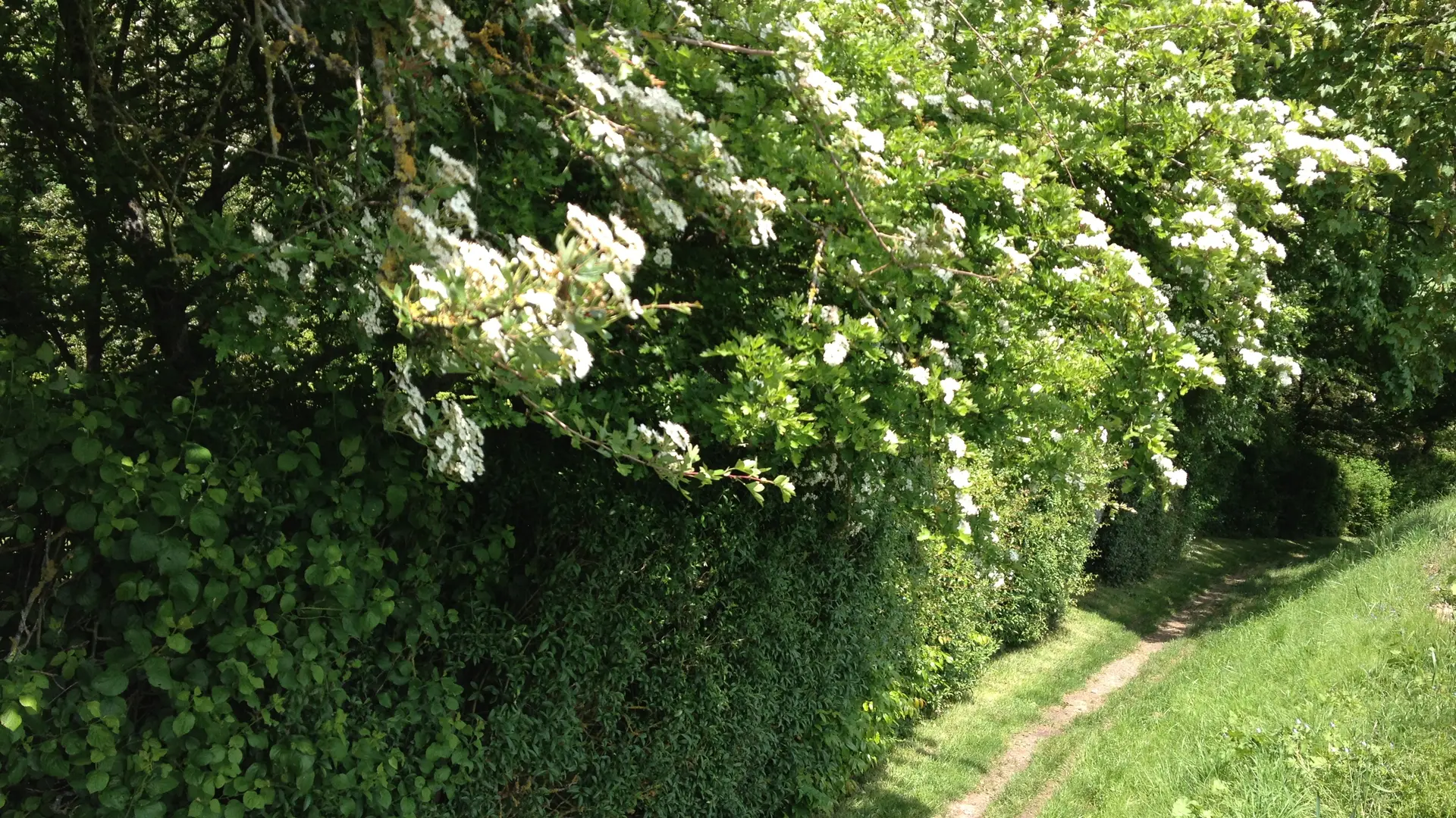 La haie des aubépines