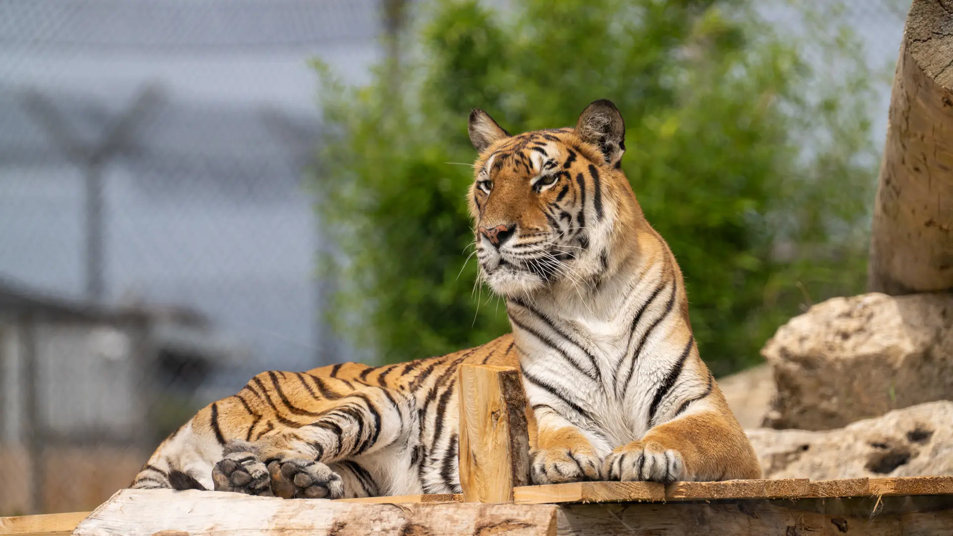Pam tigresse refuge La Tanière ©Edouard Pacreau