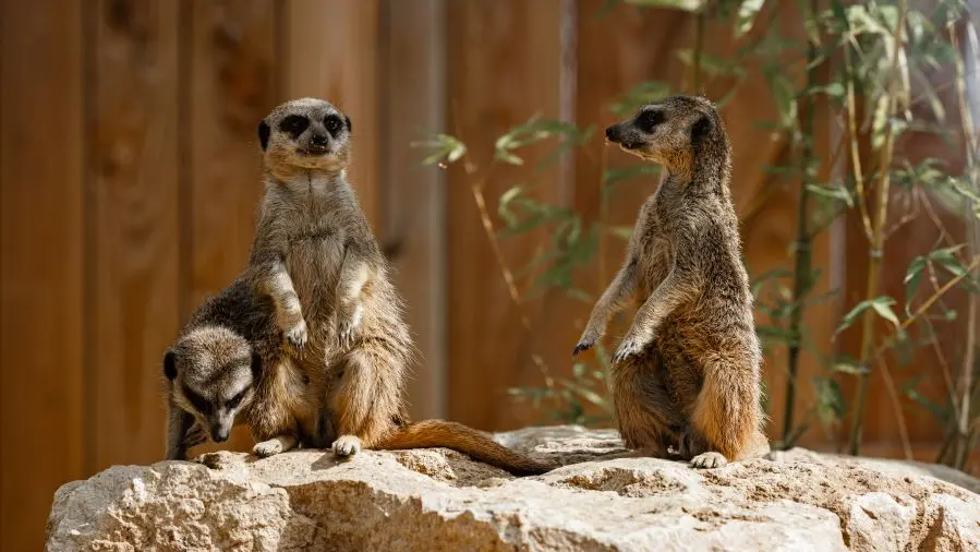 Suricates La Tanière zoo refuge ©Edouard Pacreau