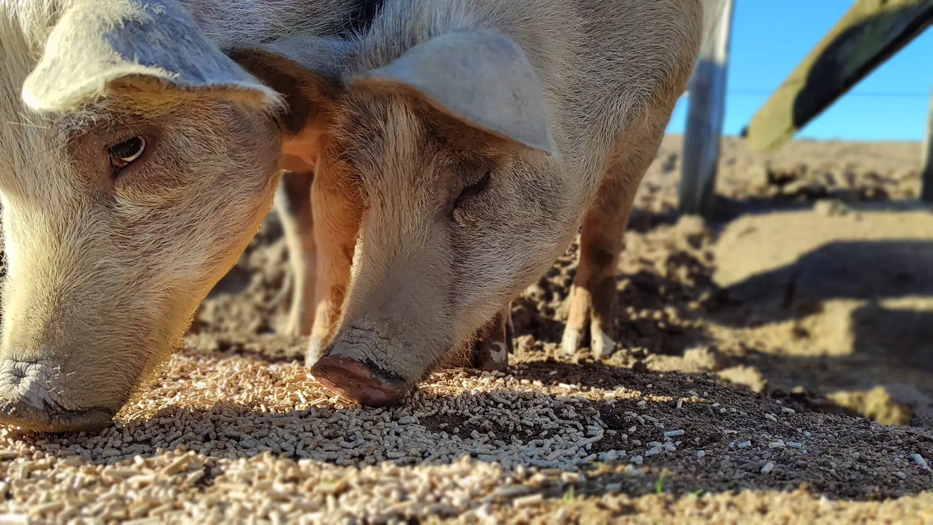 les cochons plein air intégral