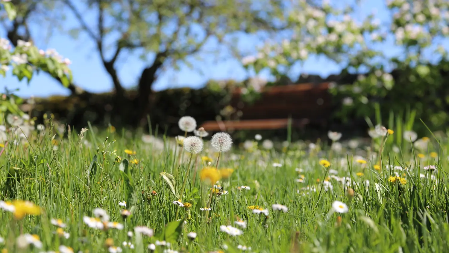 le petit jardin au printemps