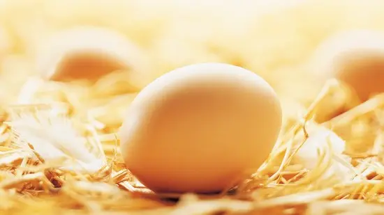 Gaec des Demois'ailes -Strenquels-Oeuf