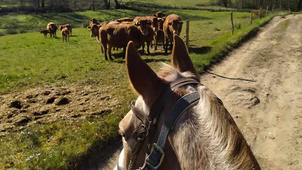 Balade dans les chemins