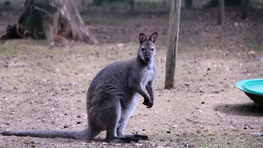 Petit parc animalier