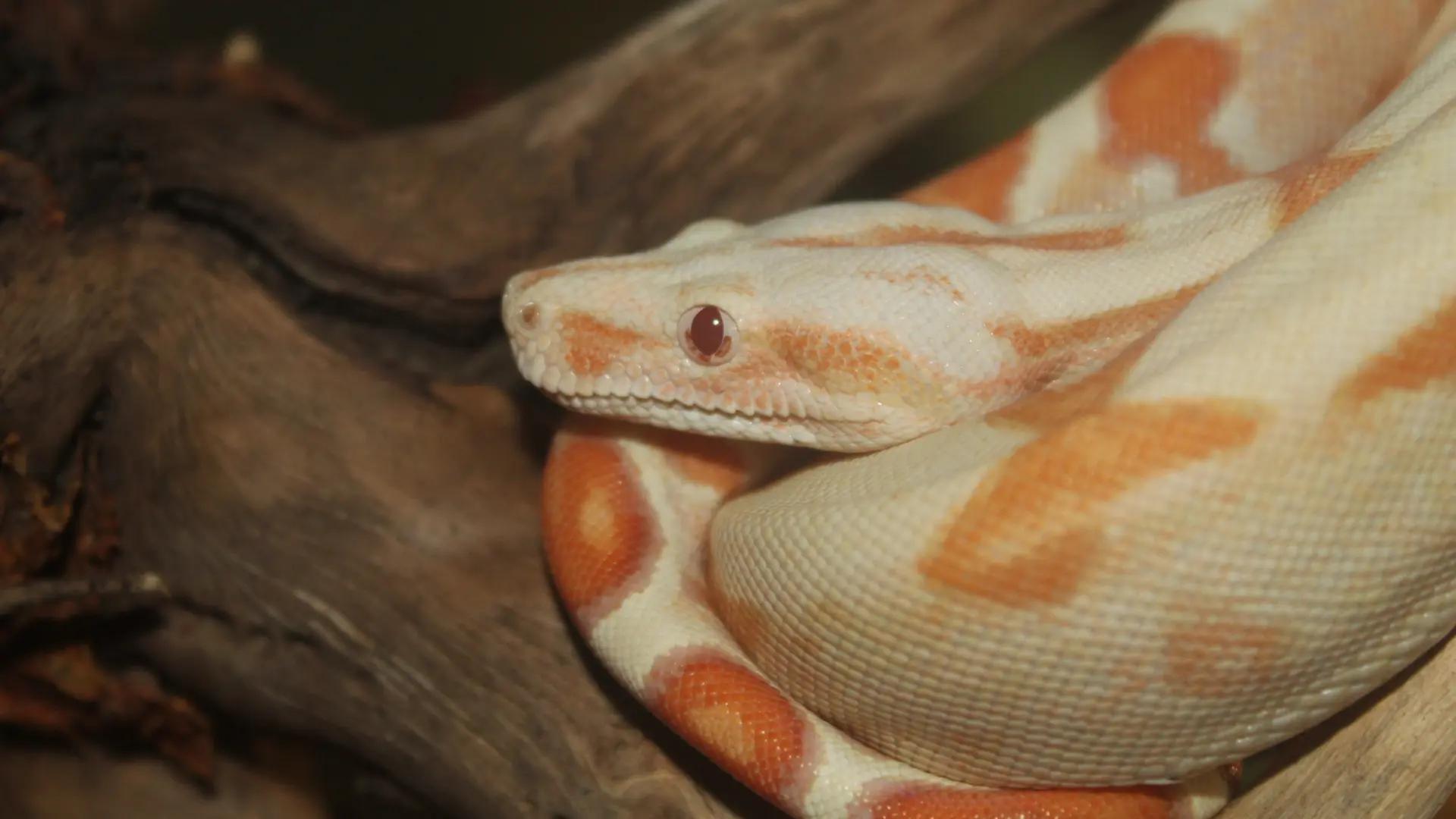 Boa imperator (sunglow)