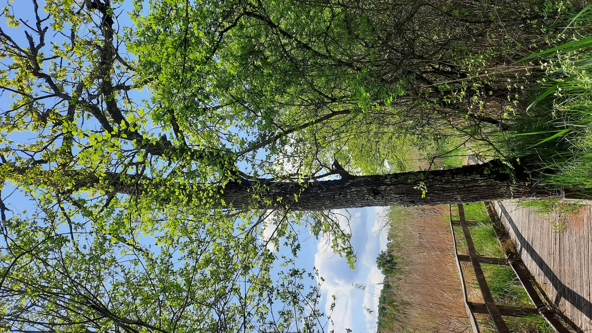 sentier près de la palissade d'observation