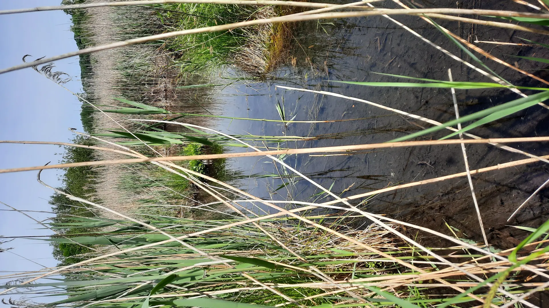 Zone d'eaux libre au coeur de la Roselière