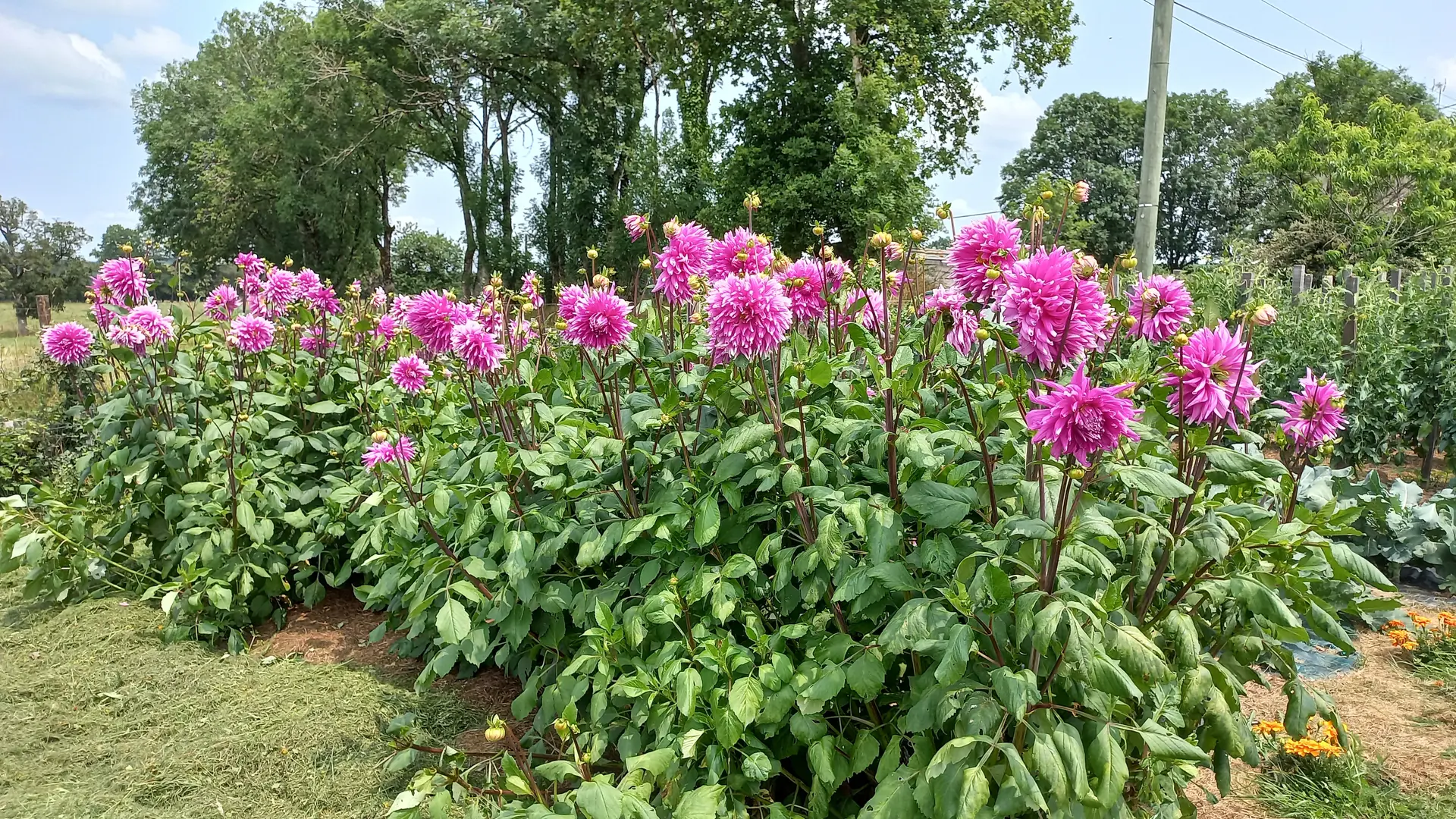 les fleurs du jardin