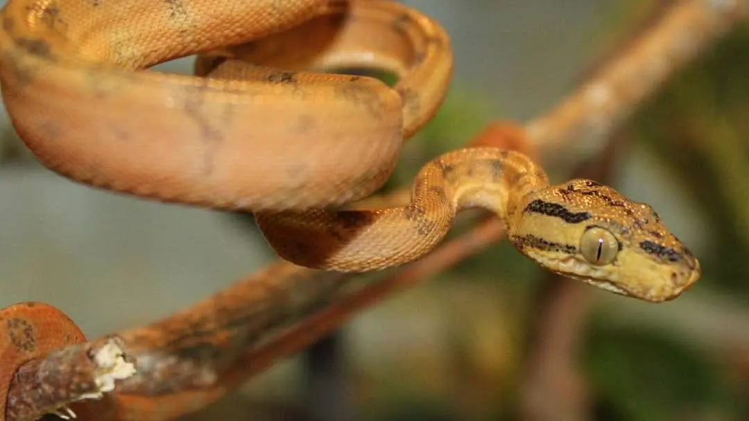 Corallus hortulanus