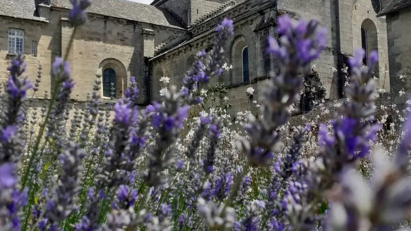 Lavande en fleurs