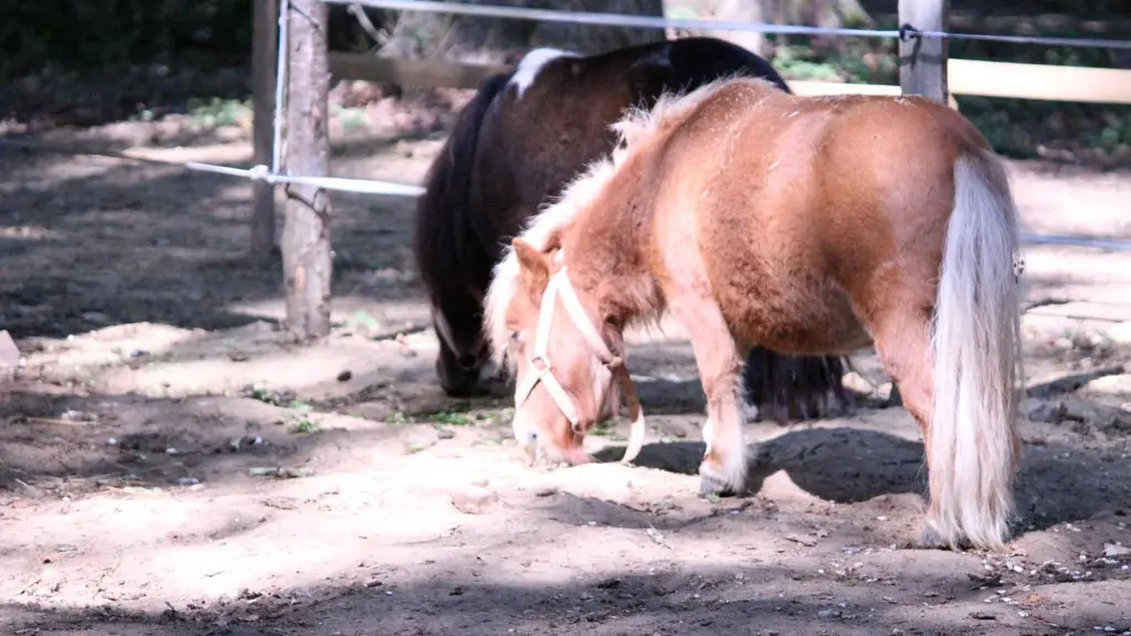 Petit parc animalier