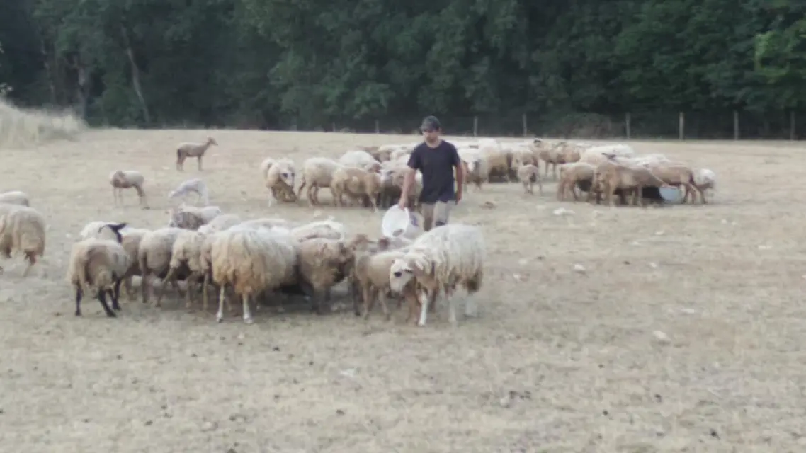 Gaec des Demois'ailes-Strenquels-brebis