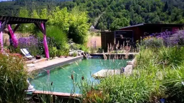 Piscine naturelle