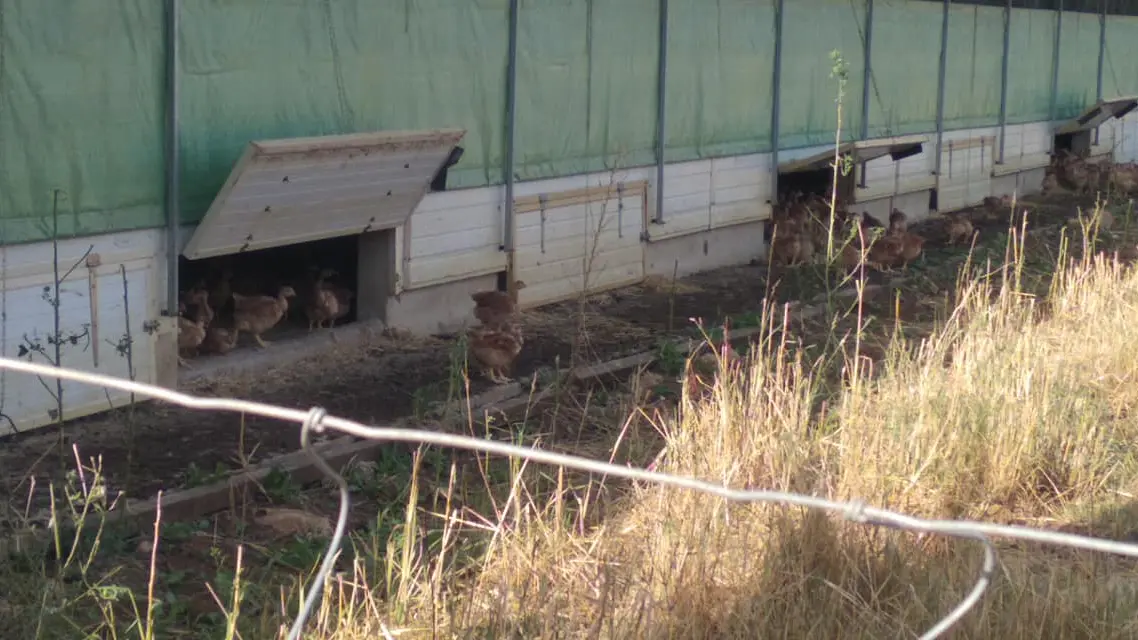 Gaec des Demois'ailes-Strenquels-poulailler
