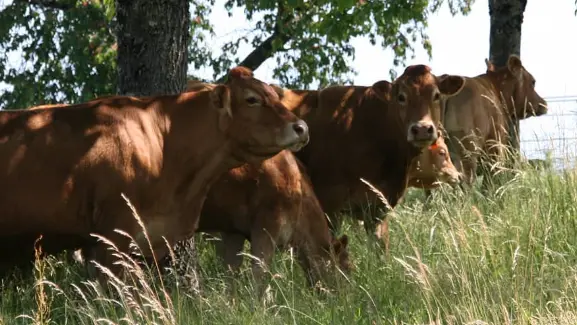 La ferme de Chrystelle-albussac-vaches