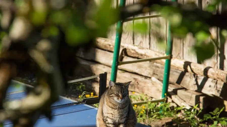 table+de+ping-pong+dans+le+jardin+et+joueur+occasionnel+!