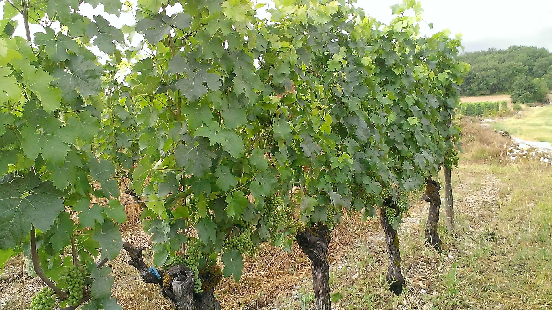 Vignes