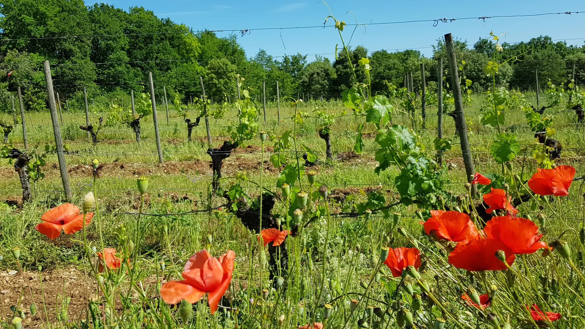 Vignes