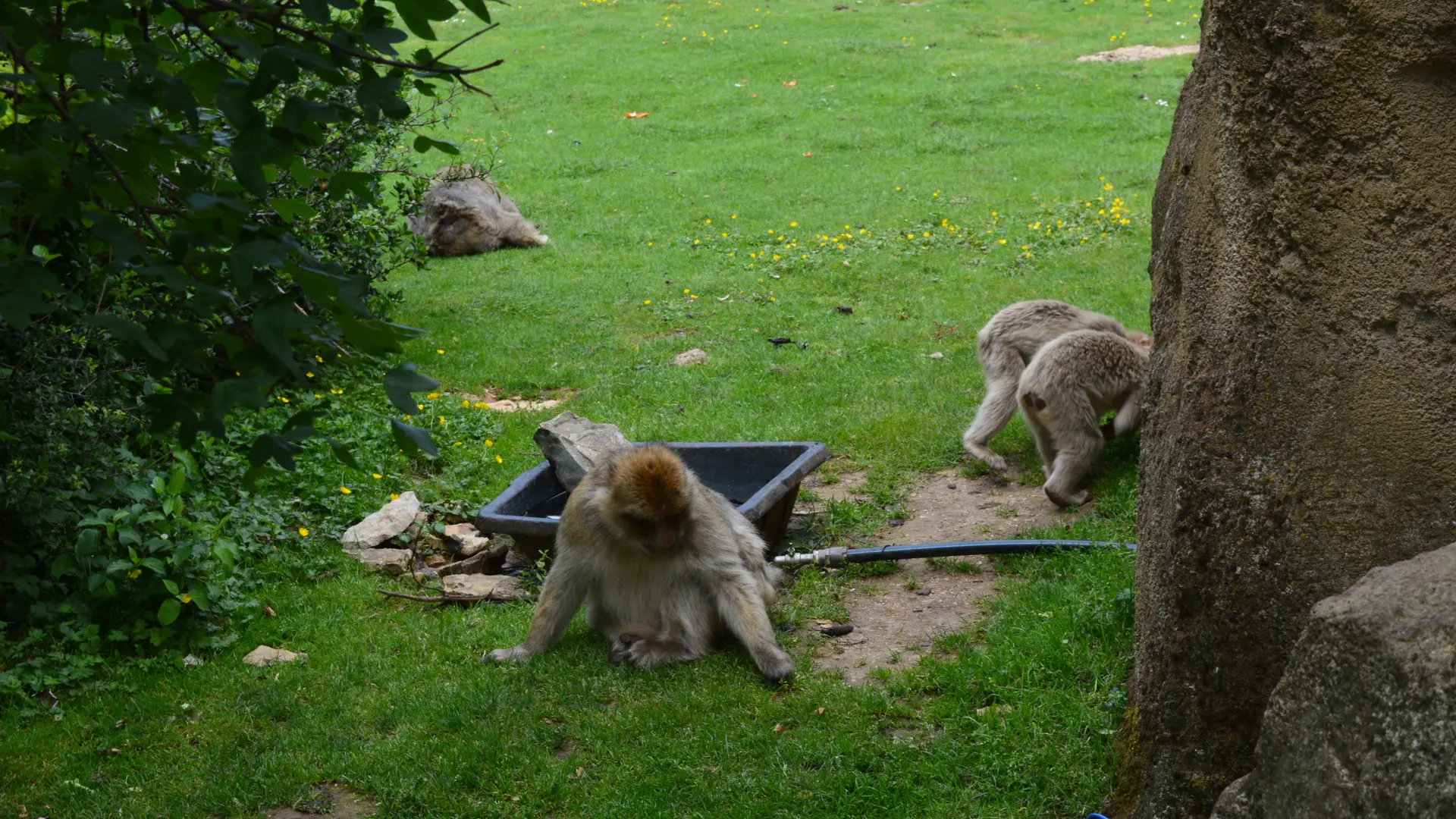 Forêt des singes à Rocamadour